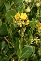 Roepera foetida