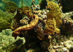 Hippocampus abdominalis