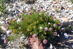 Serruria gremialis