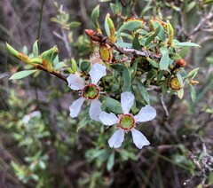 Leptospermum coriaceum