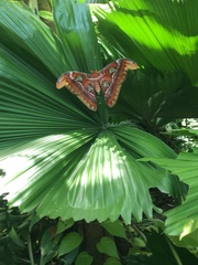 Attacus atlas