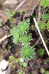 Petrosedum forsterianum