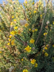 Limbarda crithmoides