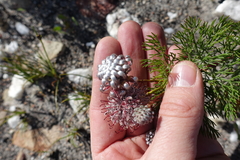 Serruria gremialis