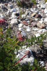 Serruria gremialis