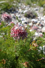 Serruria gremialis
