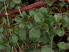 Coprosma hirtella