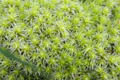 Racomitrium elongatum