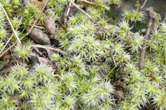 Racomitrium elongatum