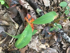 Convallaria pseudomajalis