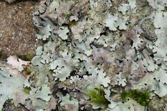 Parmelina tiliacea