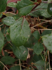 Coprosma hirtella