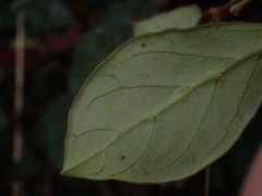 Coprosma hirtella