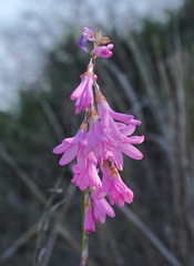 Ixia rapunculoides