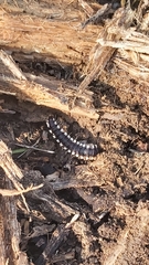 Myriapoda