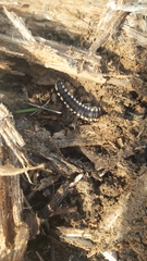 Myriapoda