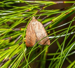 Tortricopsis pyroptis