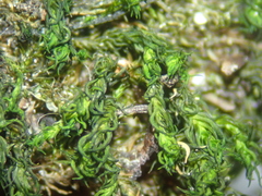 Didymodon rigidulus