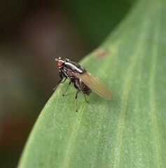 Poecilohetaerus aquilus