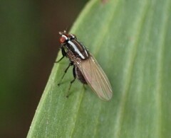 Poecilohetaerus aquilus