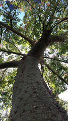 Ceiba speciosa