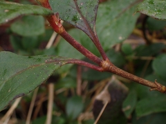 Coprosma hirtella