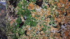 Pleurosticta acetabulum