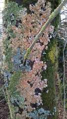 Pleurosticta acetabulum