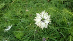 Nigella