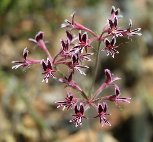 Image of Pelargonium pilosellifolium by (c) Steven Molteno, some rights reserved (CC BY-SA)