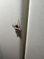 Poecilopachys australasia