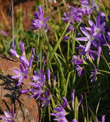 Geissorhiza inaequalis