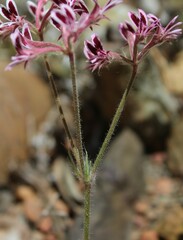 Pelargonium pilosellifolium
