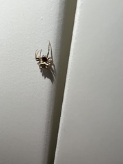 Poecilopachys australasia