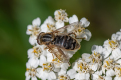 Anasimyia interpuncta