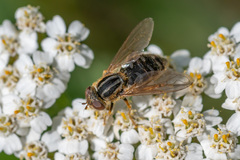 Anasimyia interpuncta