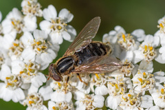 Anasimyia interpuncta