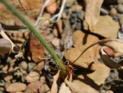Pelargonium pilosellifolium