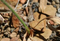 Pelargonium pilosellifolium