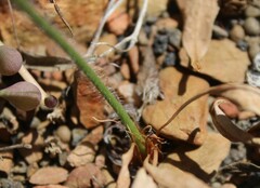 Pelargonium pilosellifolium