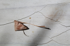 Pelargonium pilosellifolium