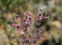 Pelargonium pilosellifolium