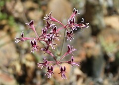 Pelargonium pilosellifolium