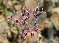 Pelargonium pilosellifolium