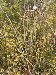 Drosera gigantea