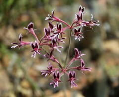 Pelargonium pilosellifolium