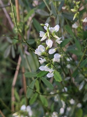 Melilotus albus