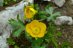 Ranunculus montanus