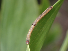 Ectropis excursaria