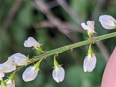Melilotus albus